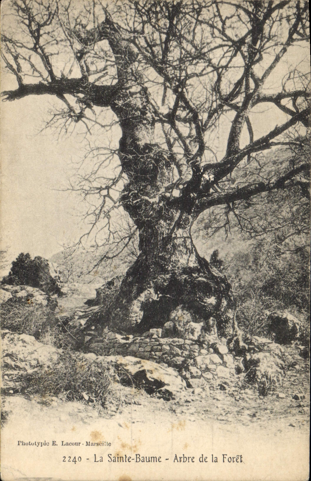 CPA Arbre La Sainte Baume Arbre de la foret 