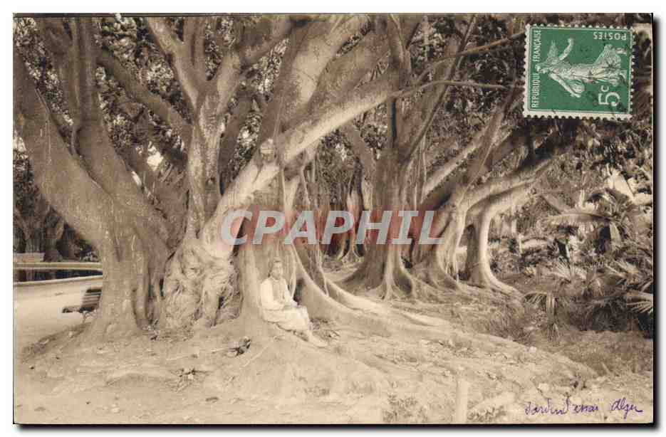 CPA Arbre Alger 