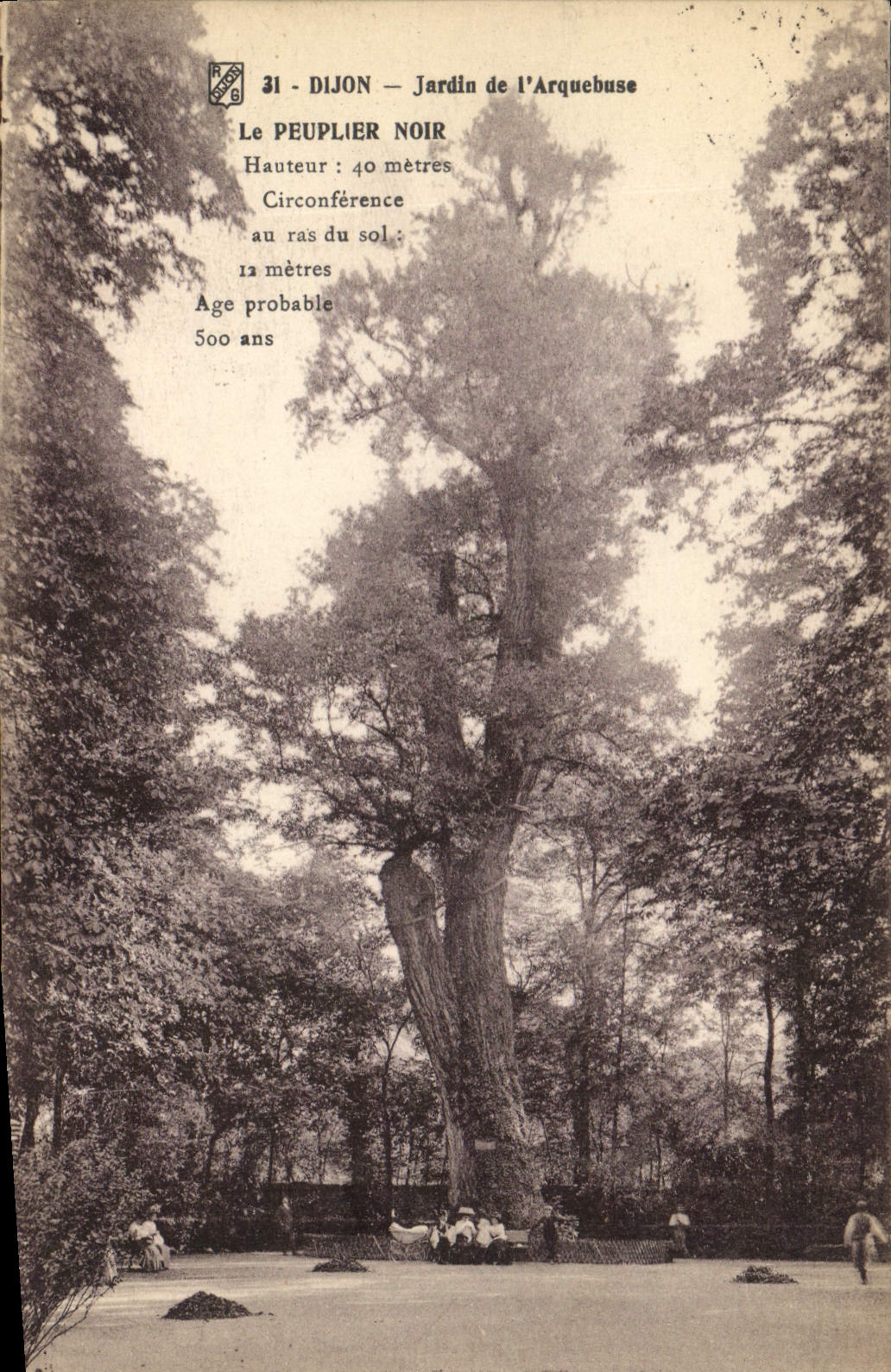 CPA Arbre Dijon Jardin de l'arquebuse Le peuplier noir 