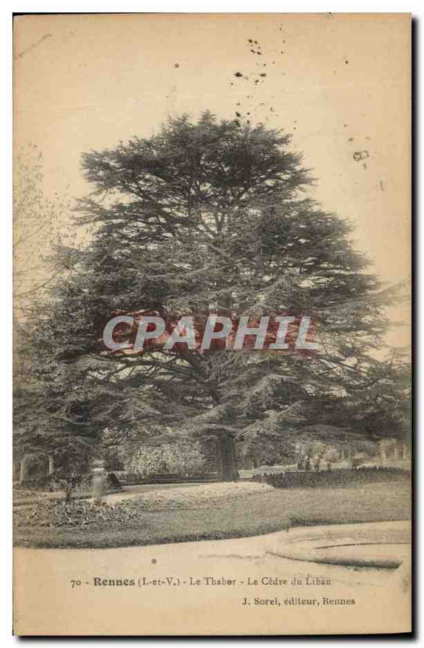 CPA Arbre Rennes Le Thabor Le cedre du Liban 
