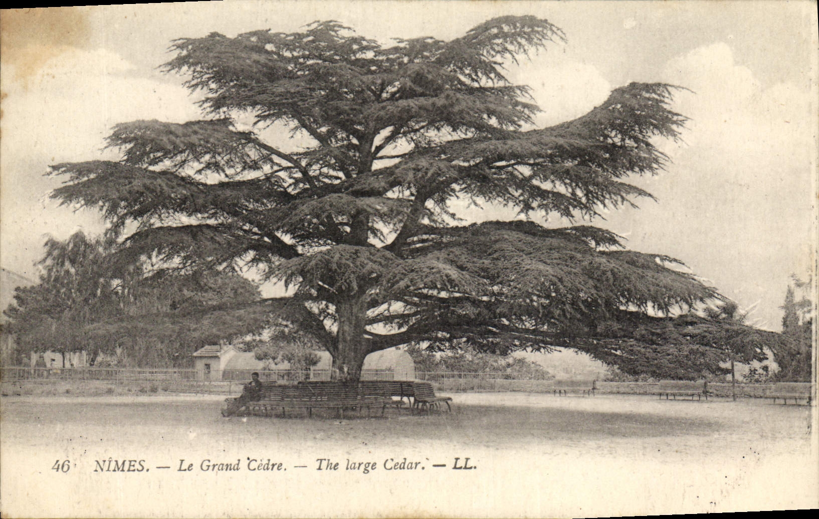 CPA Arbre Nimes Le grand cedre 