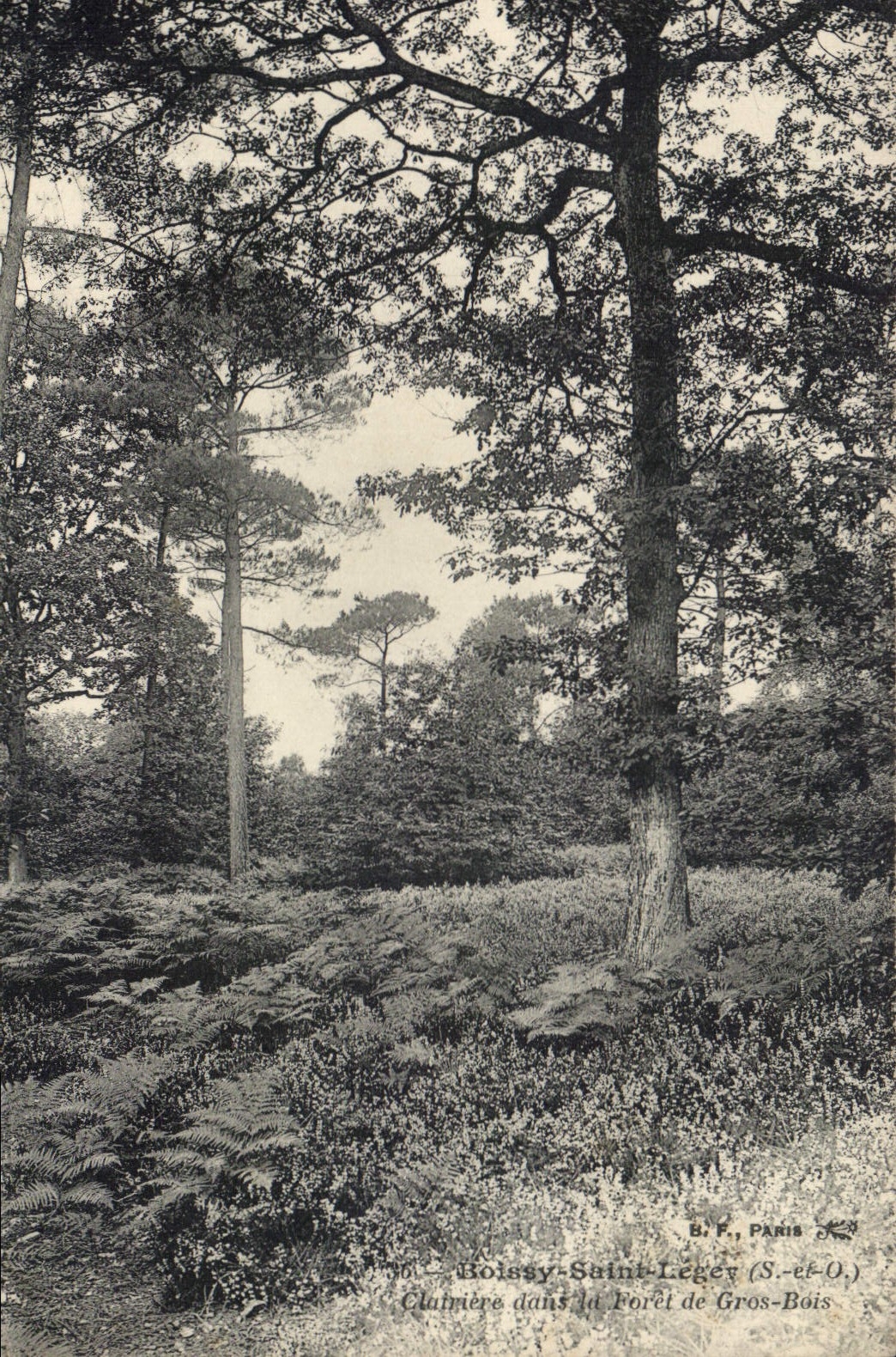 CPA Arbre Boissy Saint Leger Clairiere dans la foret de Gros Bois 
