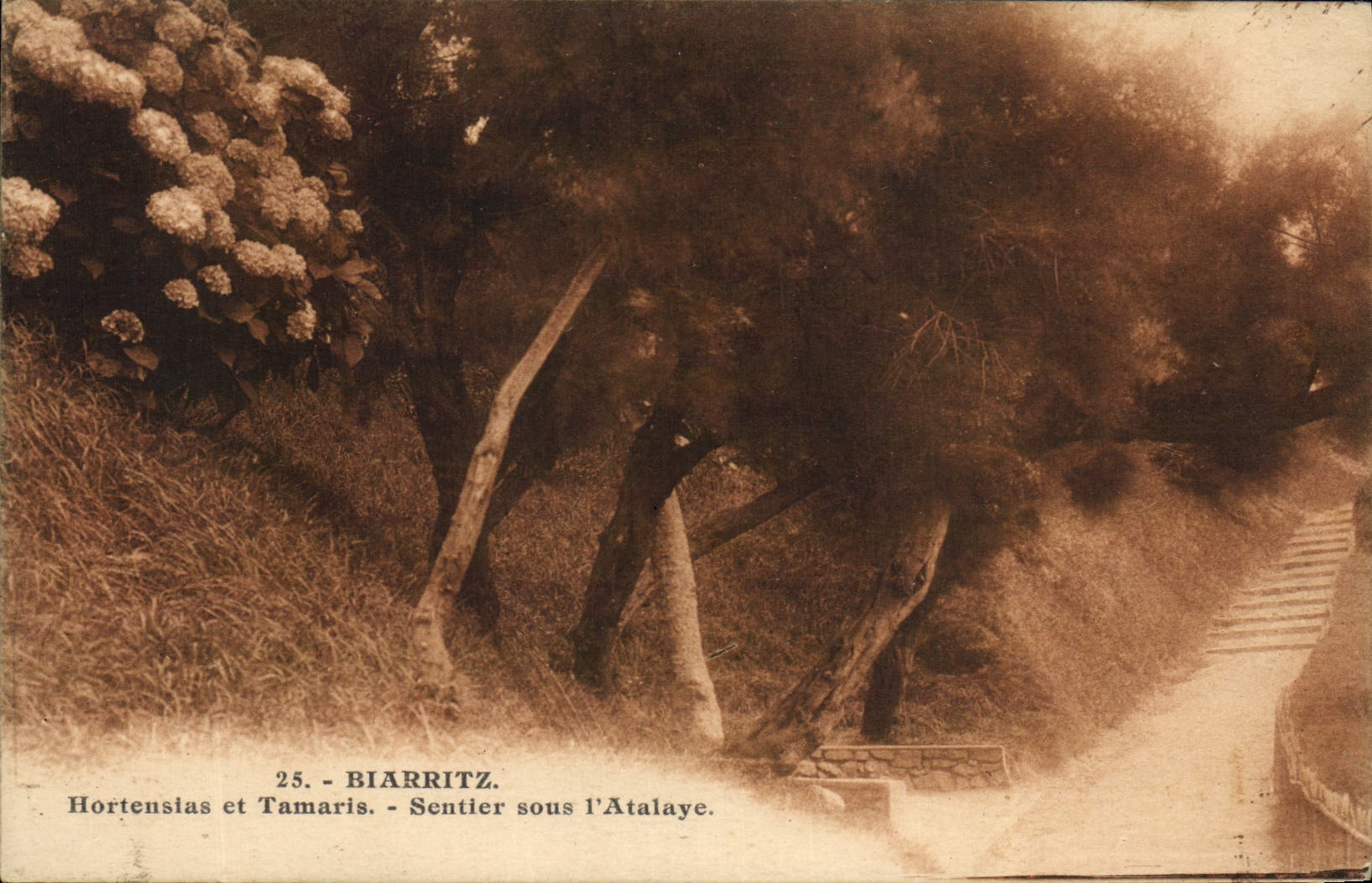 CPA Arbre Biarritz Hortensias et Tamaris Sentier sous l'atalaye 
