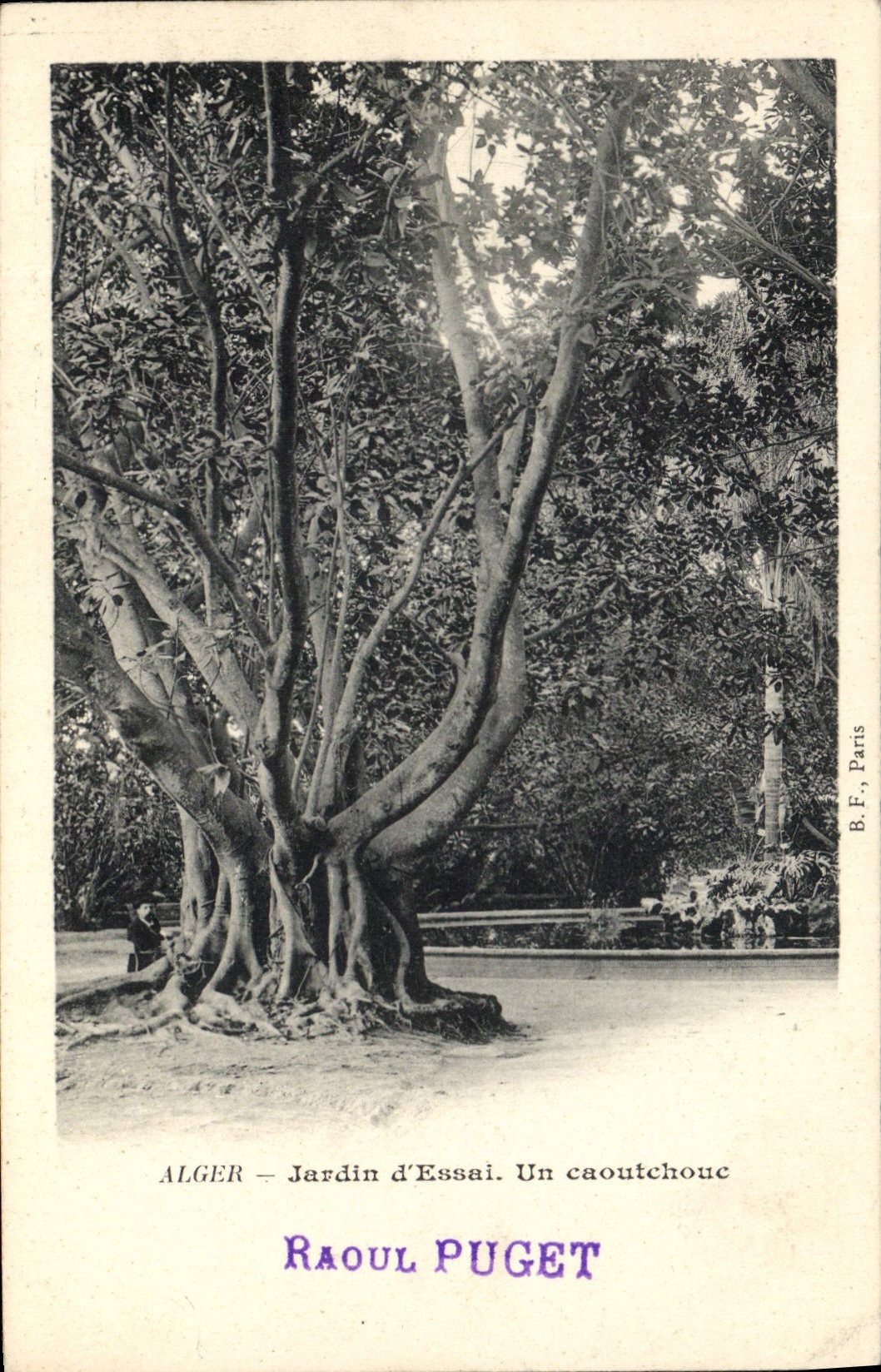 CPA Arbre Alger Jardin d'essai Un caoutchouc 