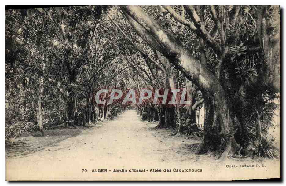 CPA Arbre Alger Jardin d'essai Allee des caoutchoucs 