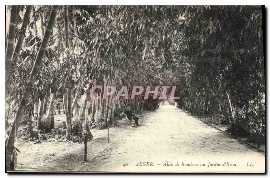 CPA Arbre Alger Allee de bambous au jardin d'essai 