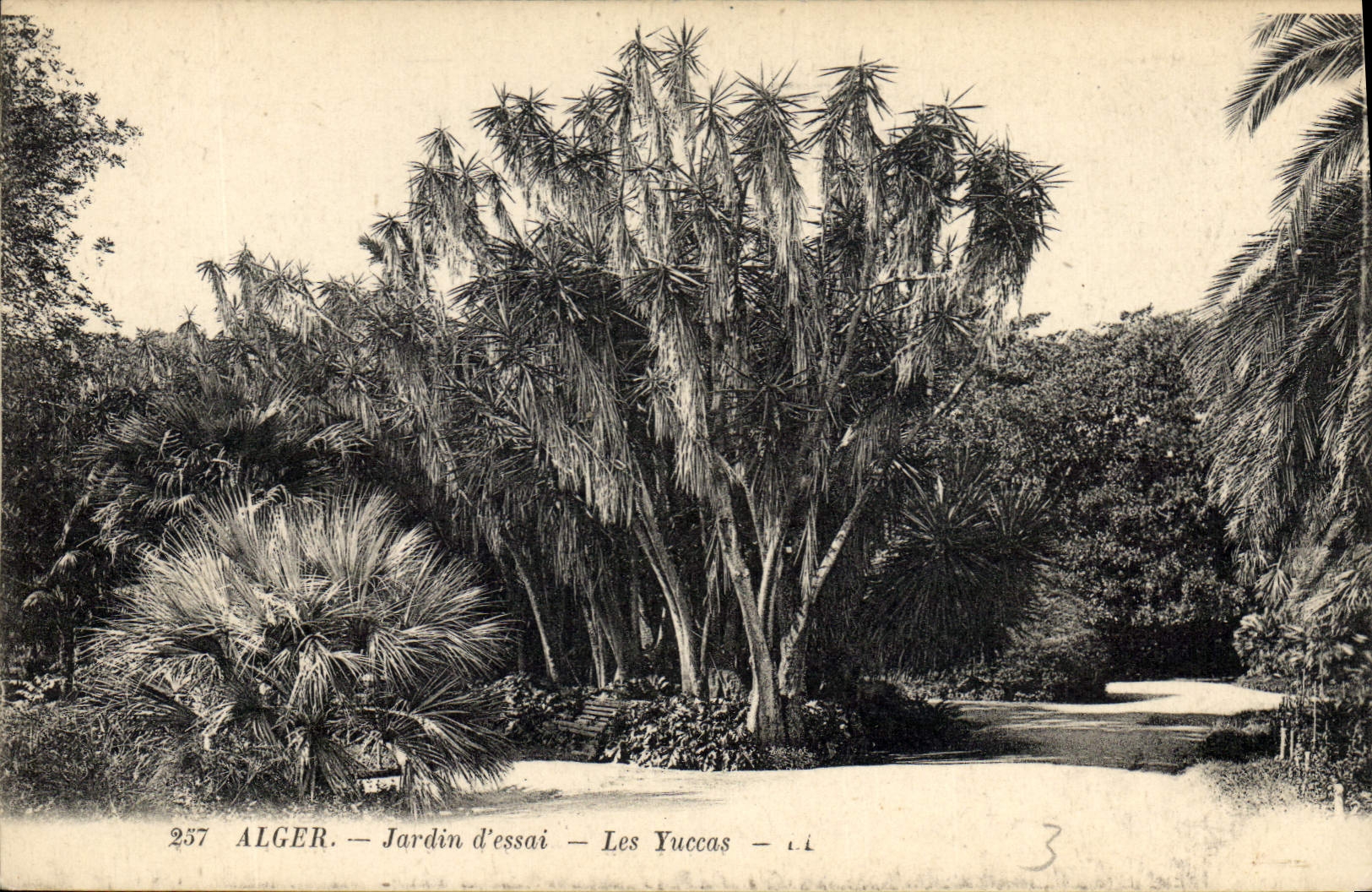 CPA Arbre Alger Jardin d'essai Les Yuccas 