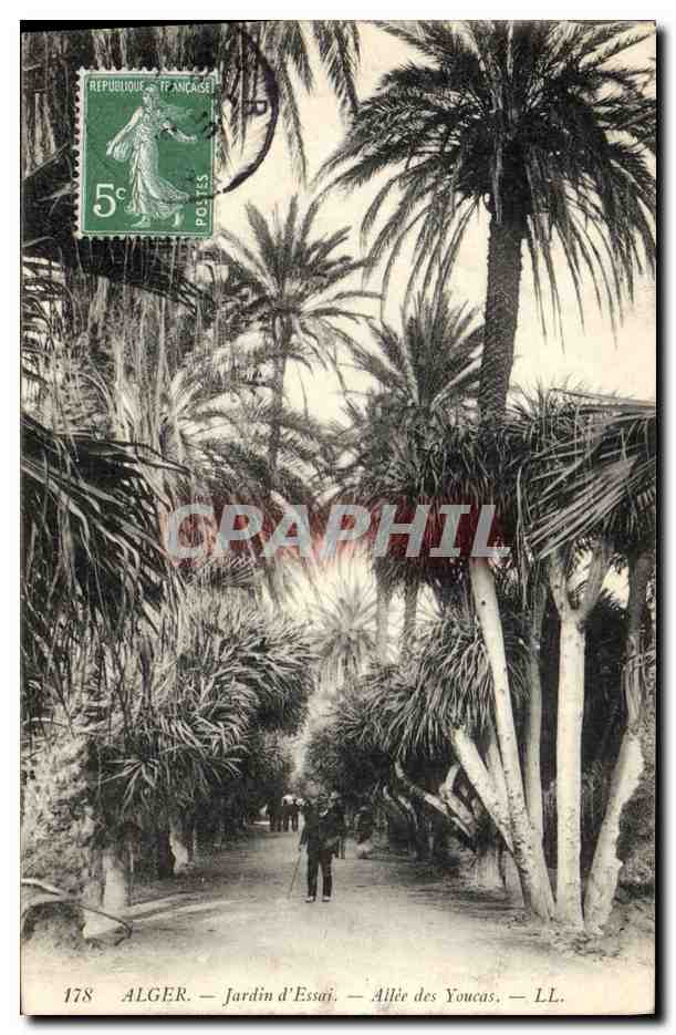 CPA Arbre Alger Jardin d'essai Allee des Youcas 