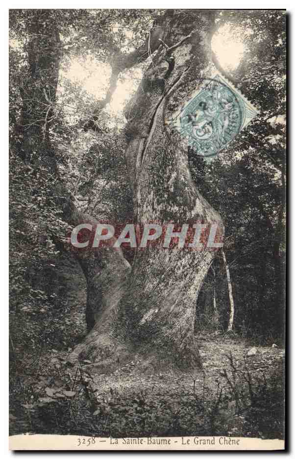 CPA Arbre La Sainte Baume Le Grand Chene 