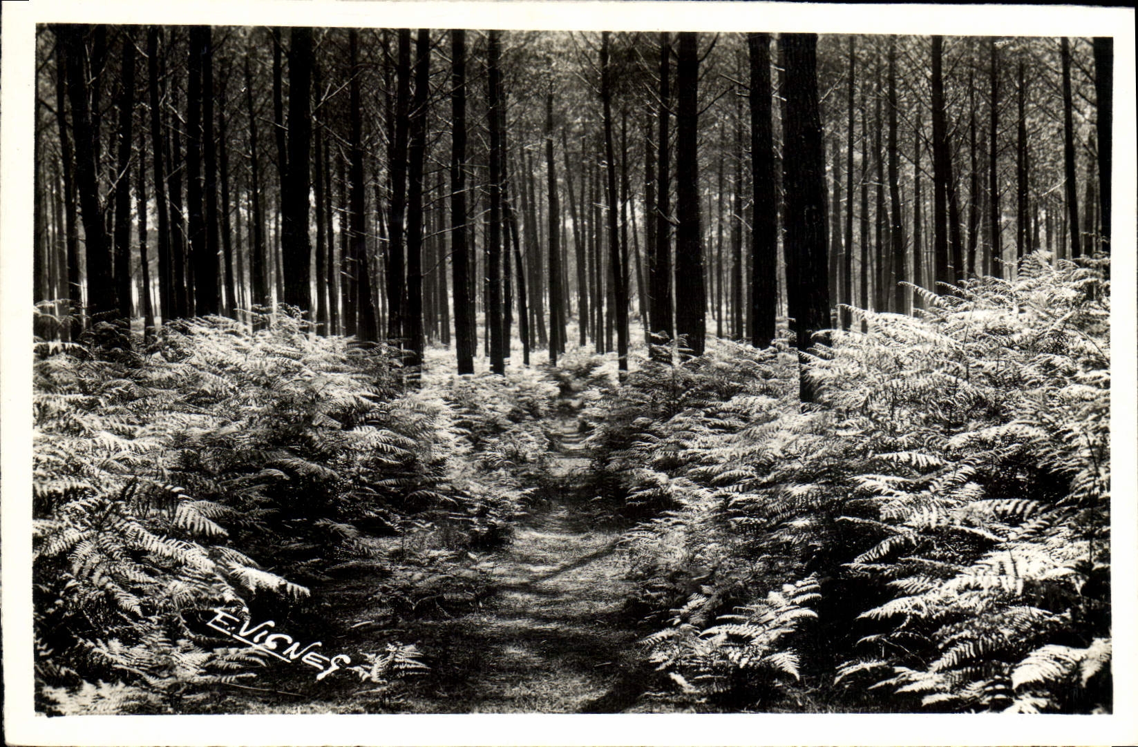 CPA Arbre Au soleil des Landes Sentier dans la foret 
