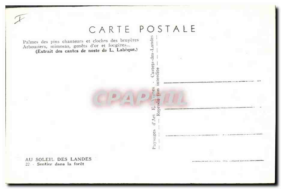 CPA Arbre Au soleil des Landes Sentier dans la foret  — Verso