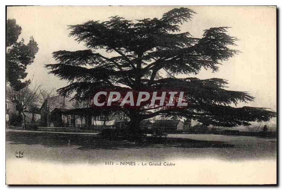 Nîmes - Le Grand Cèdre — CPA n°1171, éditeur CPAPHIL