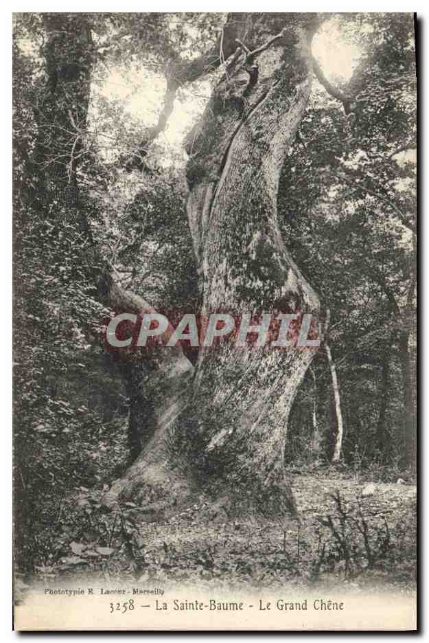 CPA Arbre La Sainte Baume Le grand chene 