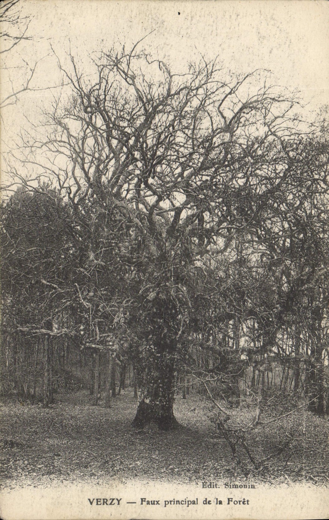 CPA Arbre Verzy Faux principal de la foret 