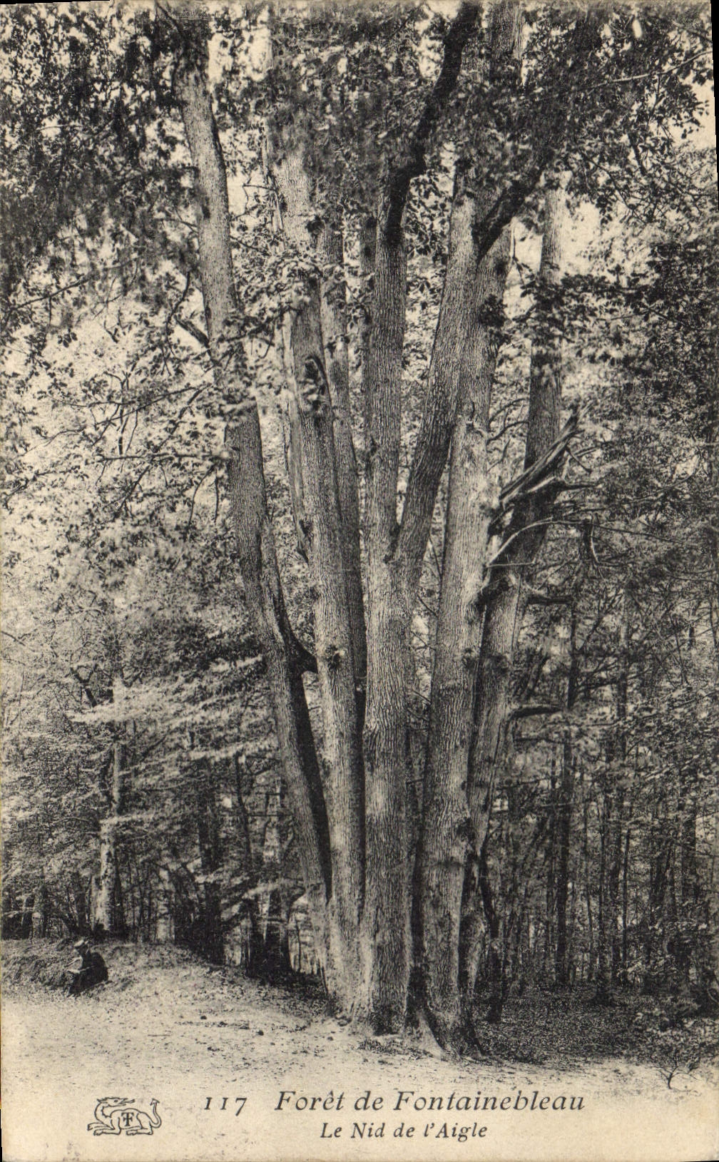 CPA Arbre Foret de Fontainebleau le nid de l'aigle 
