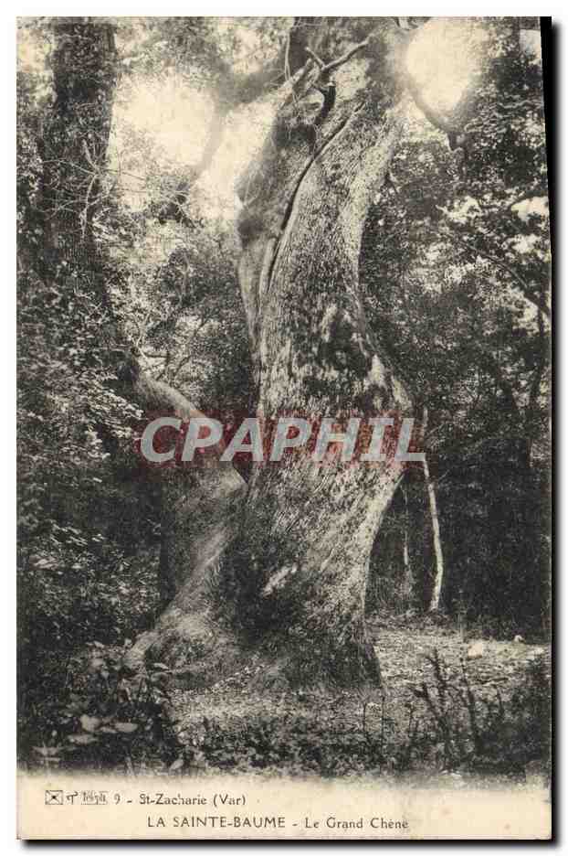 CPA Arbre La Sainte Baume Le grand chene 