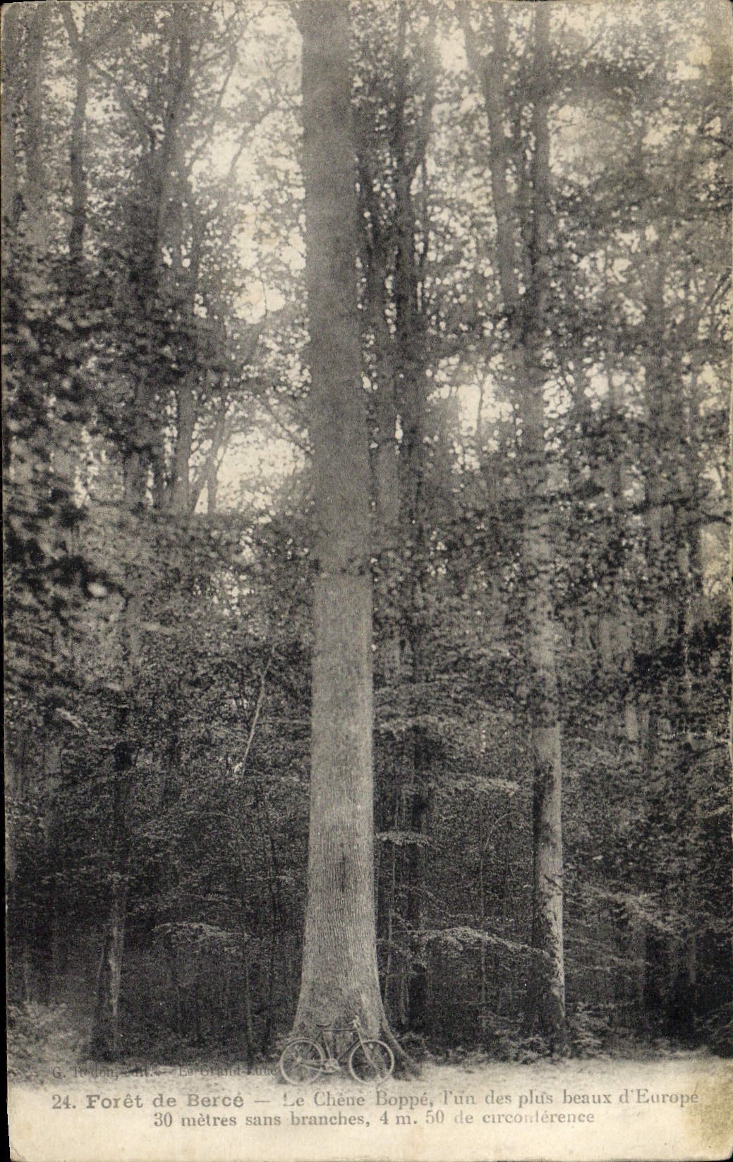 CPA Arbre Foret de Berce Le chene Boppe 