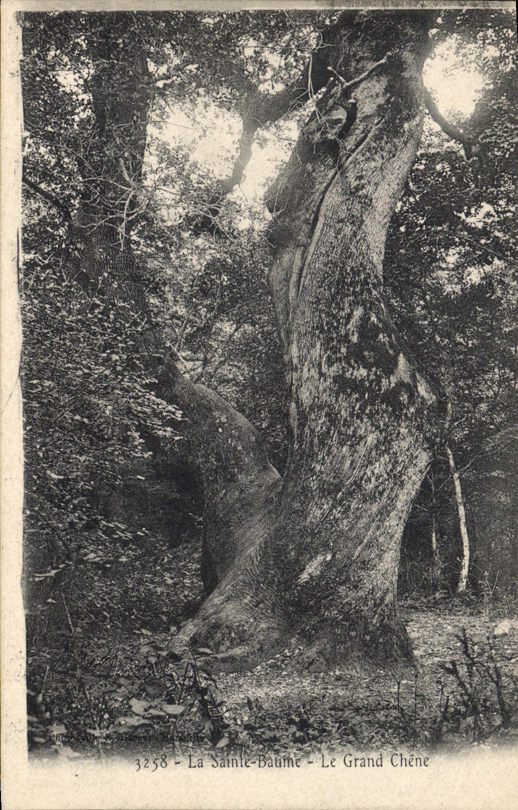 CPA Arbre La Sainte Baume Le grand chene 