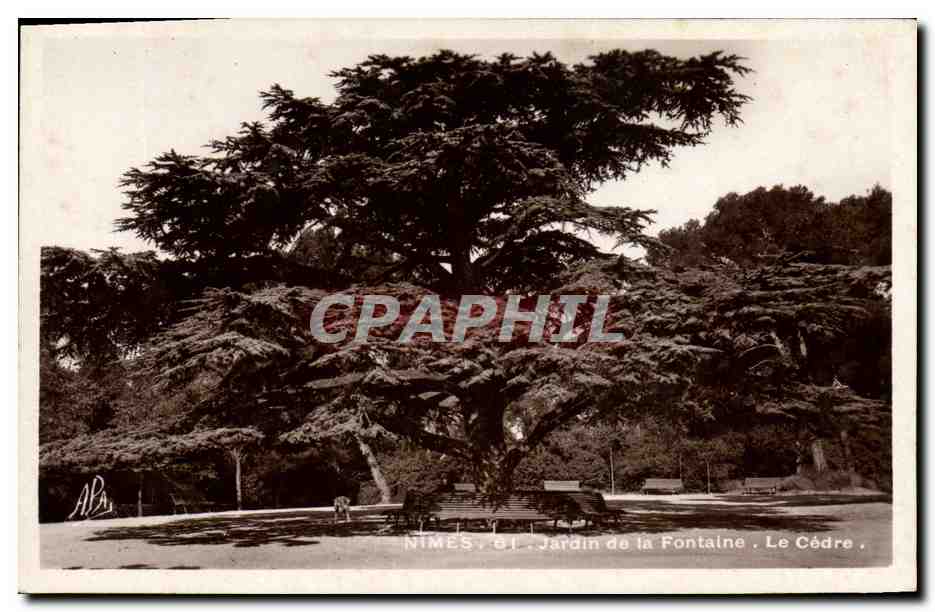 CPA Arbre Nimes Le cedre Jardin de la fontaine 