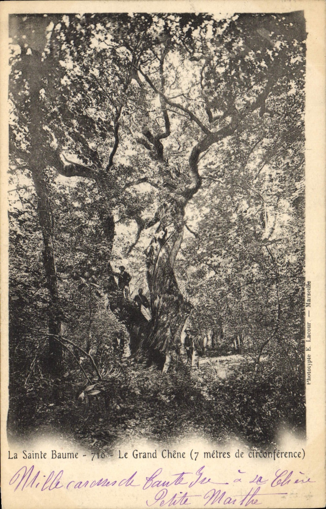 CPA Arbre La Sainte Baume Le grand chene 