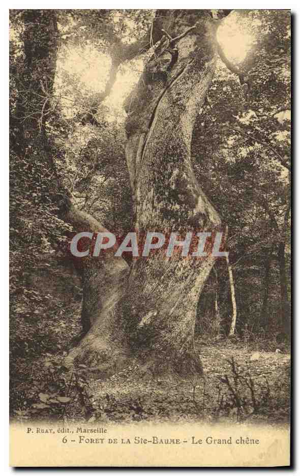 CPA Arbre Foret de la Sainte Baume Le Grand chene 