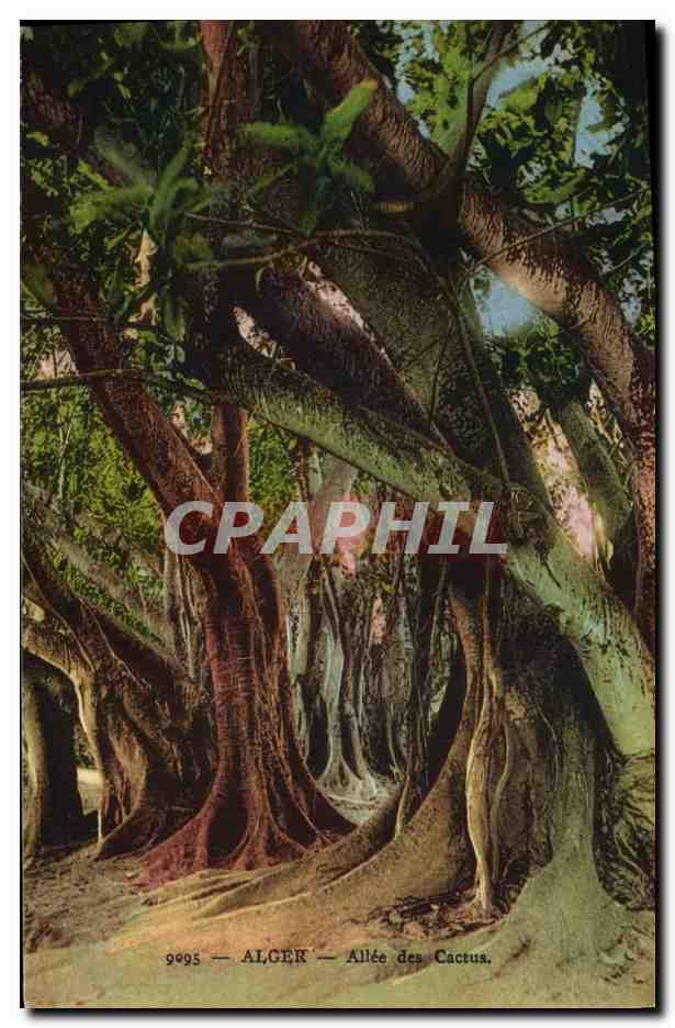 CPA Arbre Alger Allee des cactus 