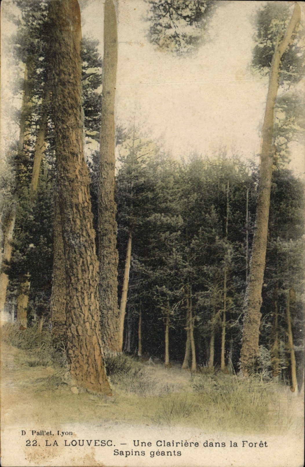 CPA Arbre La Louvesc Une clairiere dans la foret Sapins geants 