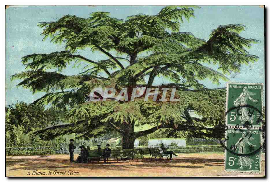 CPA Arbre Nimes Le grand cedre 