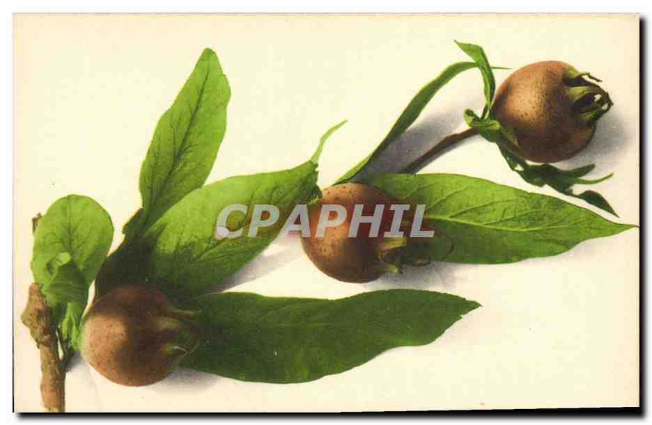CPA Fantaisie Fleurs 