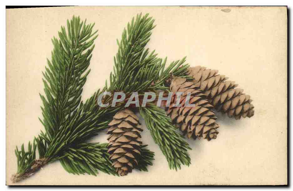 CPA Fantaisie Fleurs 