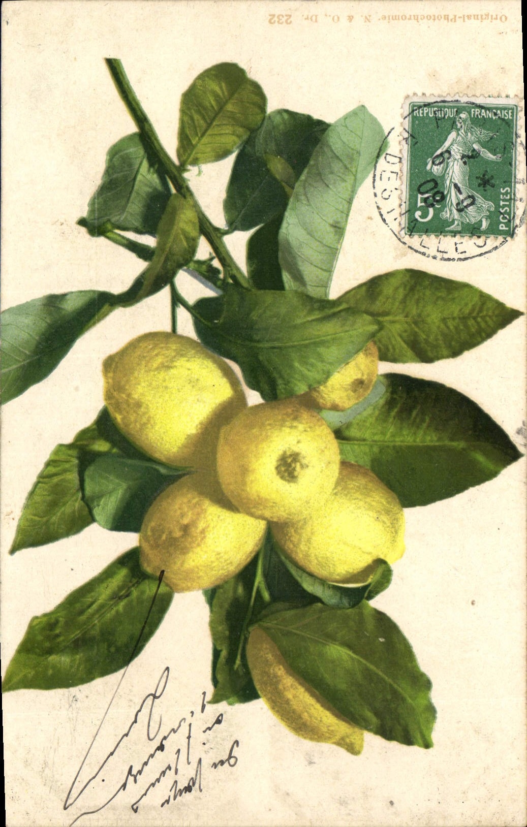 CPA Fantaisie Fleurs Citron 