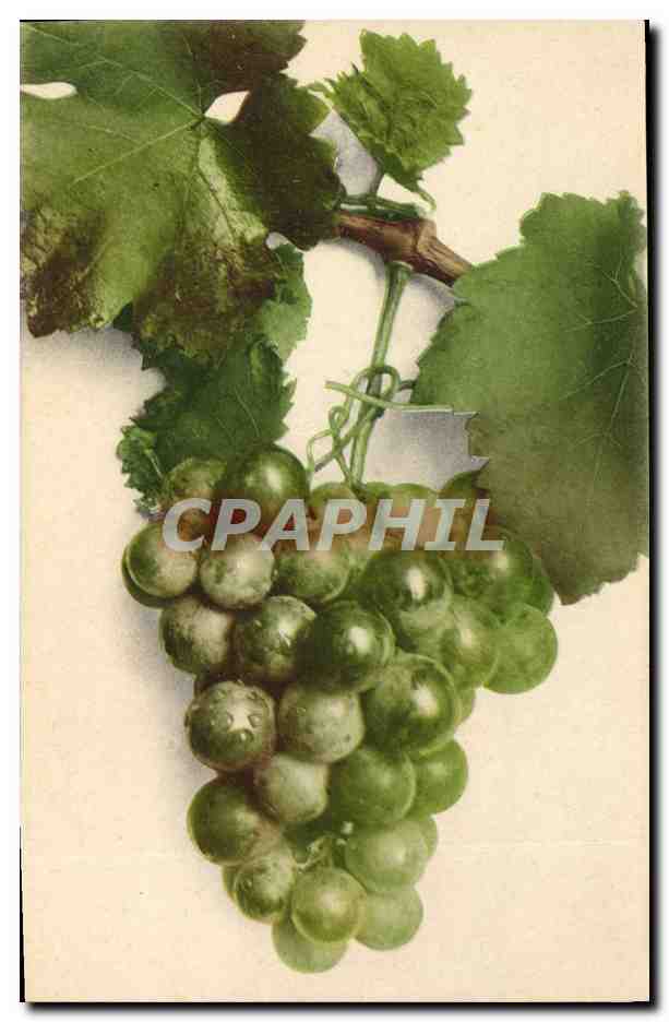 CPA Fantaisie Fleurs Raisins 
