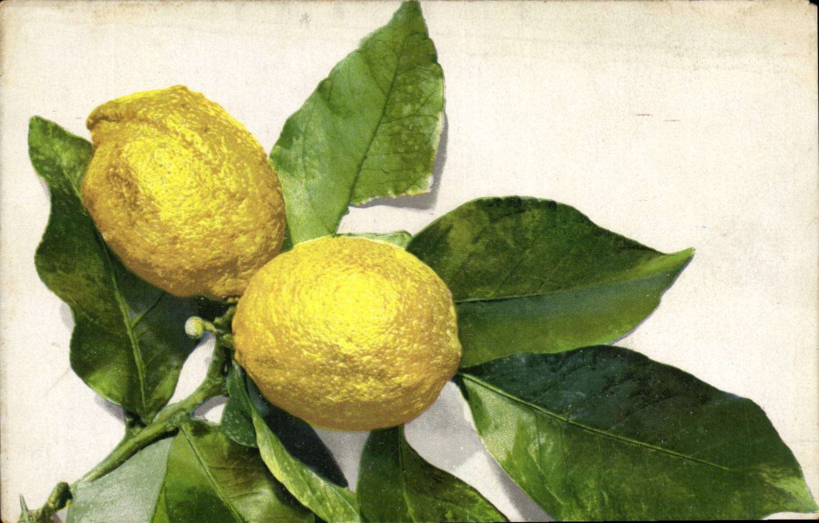 CPA Fantaisie Fleurs Citron 