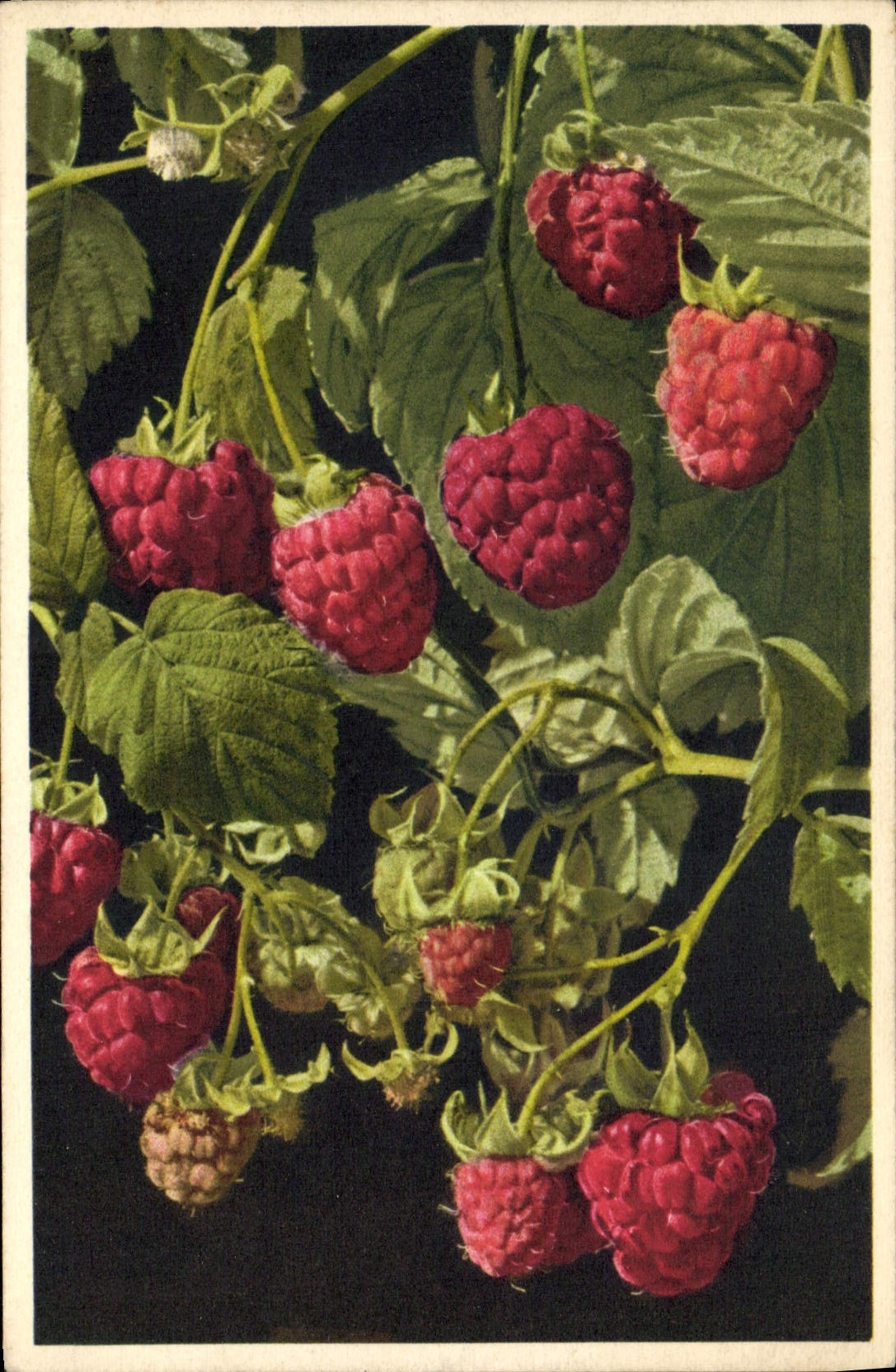 CPA Fantaisie Fleurs Framboise 