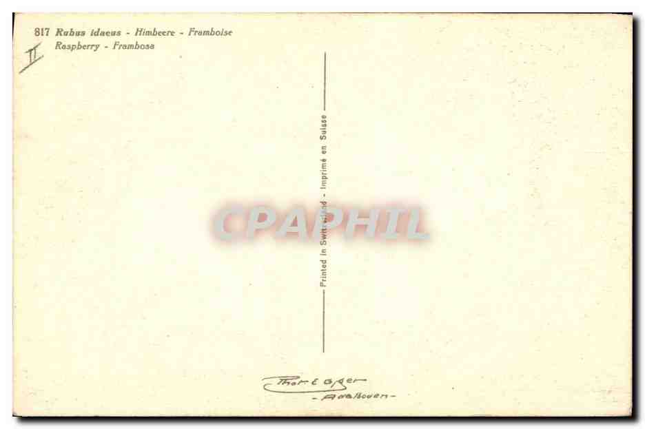 CPA Fantaisie Fleurs Framboise  — Rückseite