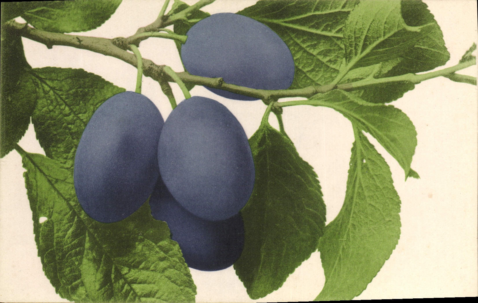 CPA Fantaisie Fleurs Prunes 