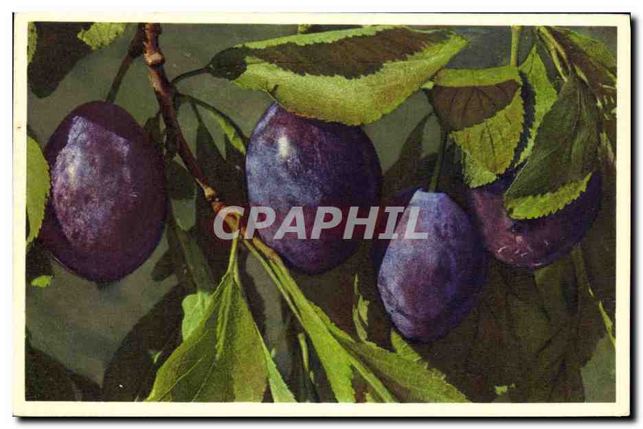 CPA Fantaisie Fleurs Pruneau 