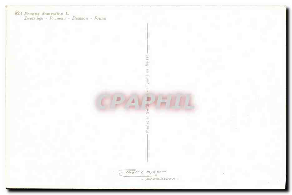 CPA Fantaisie Fleurs Pruneau  — Rückseite