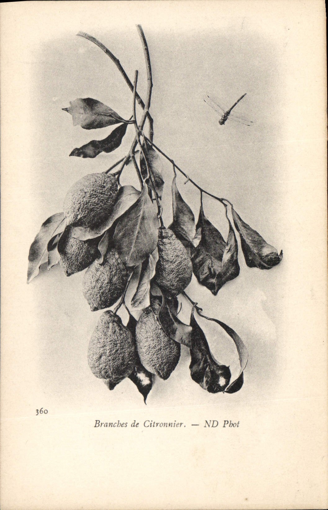 Branches de Citronnier — ND Pbot — n° 360