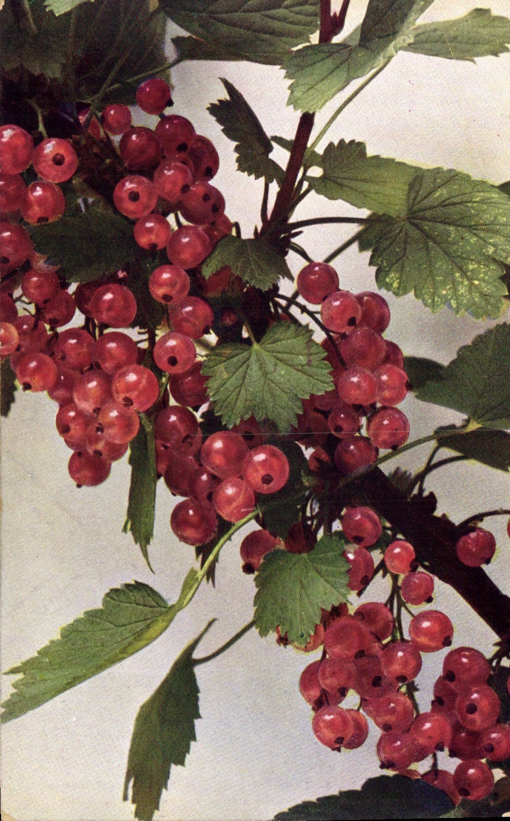CPA Fantaisie Fleurs 