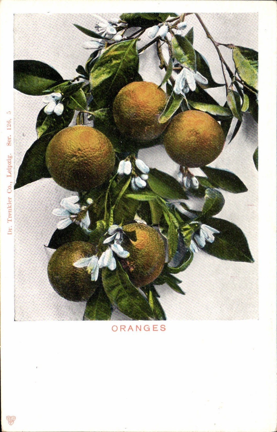 CPA Fantaisie Fleurs Oranges 