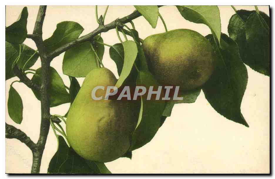 CPA Fantaisie Fleurs Peches 