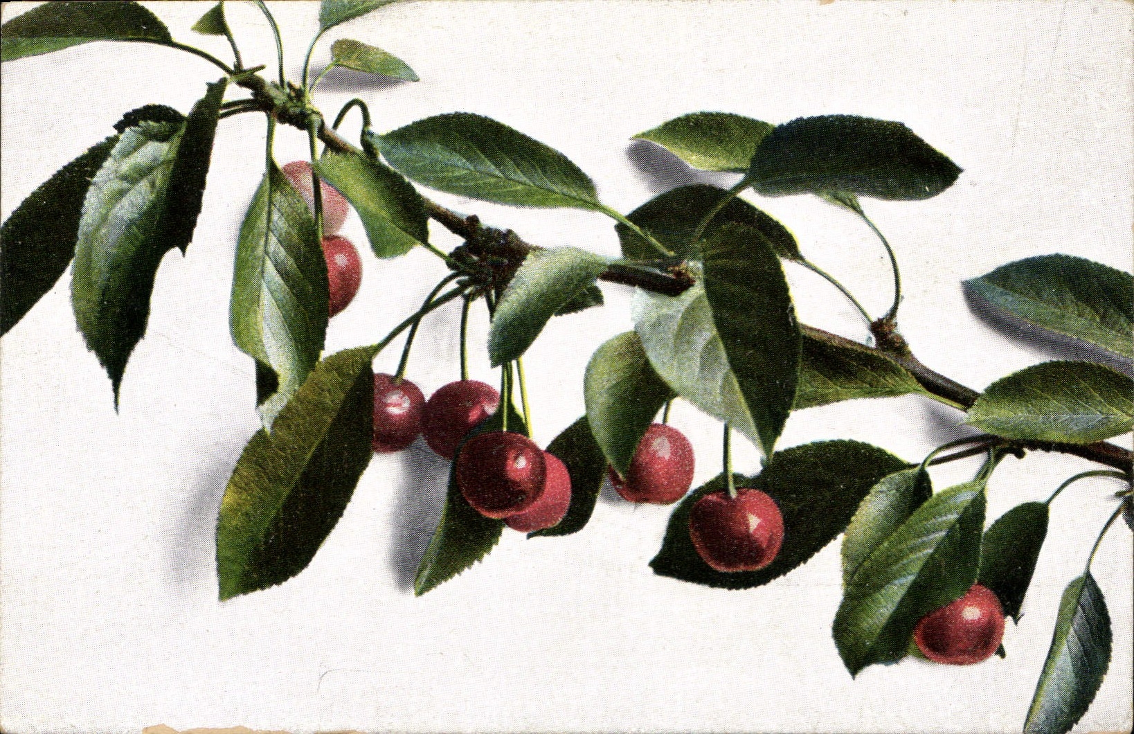 CPA Fantaisie Fleurs 