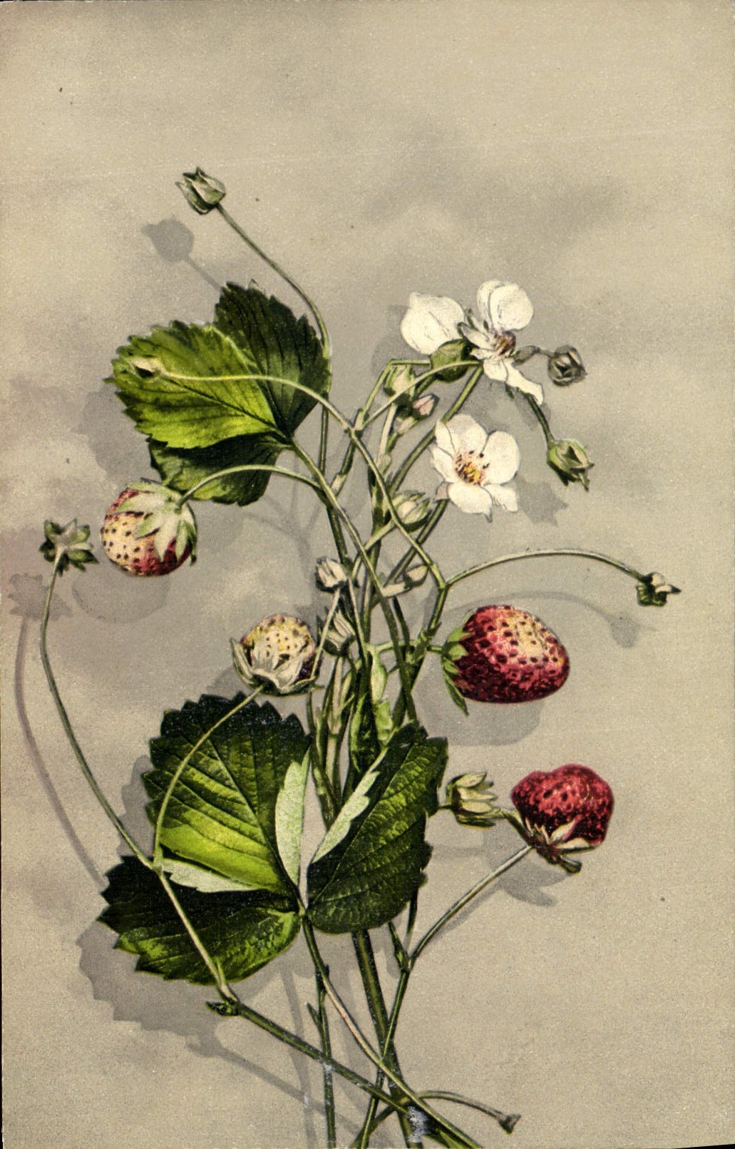 CPA Fantaisie Fleurs 