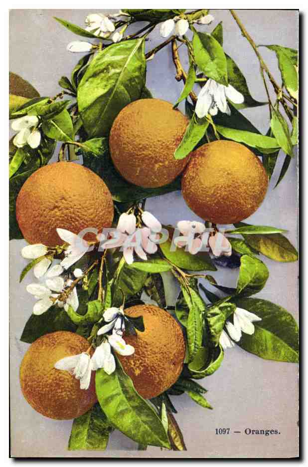 CPA Fantaisie Fleurs Oranges 