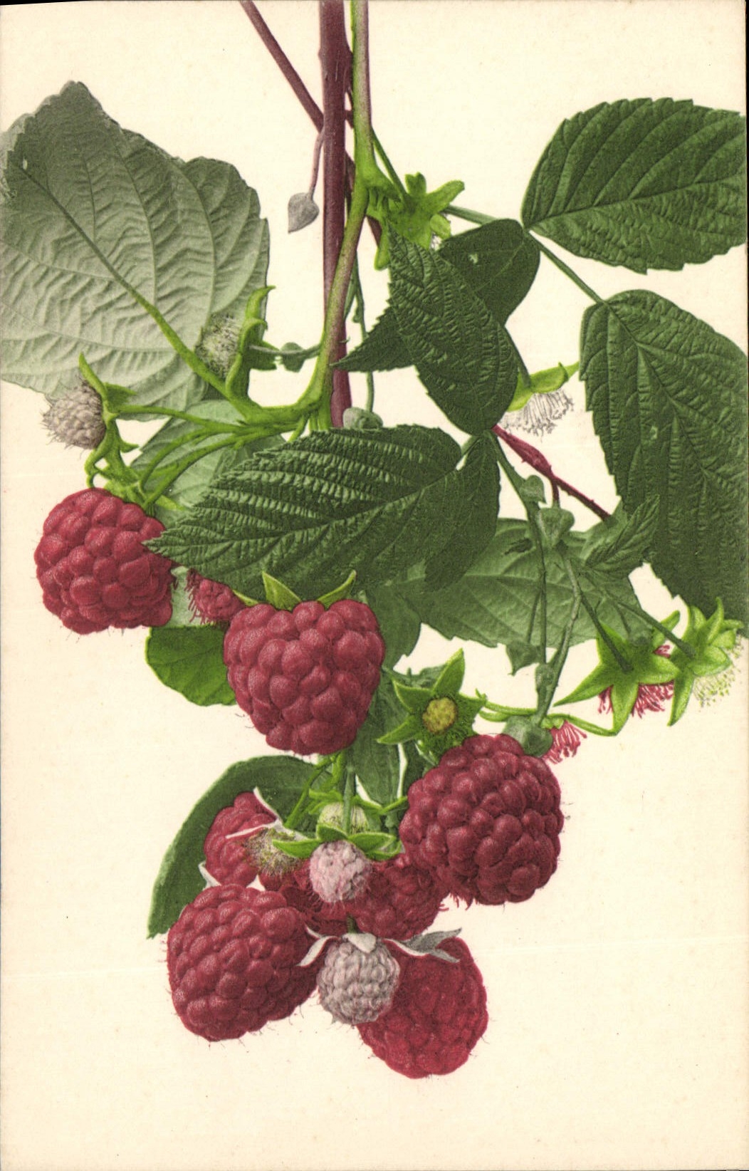 CPA Fantaisie Fleurs 