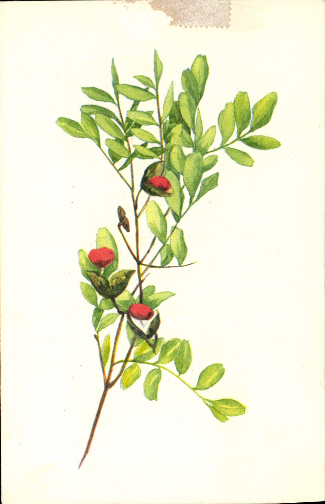 CPA Fantaisie Fleurs 