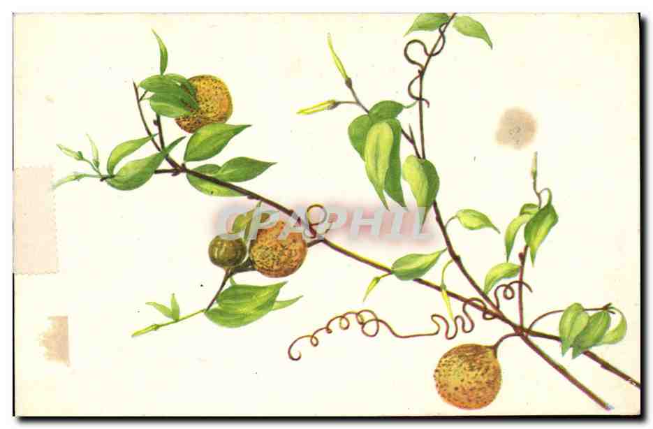 CPA Fantaisie Fleurs 