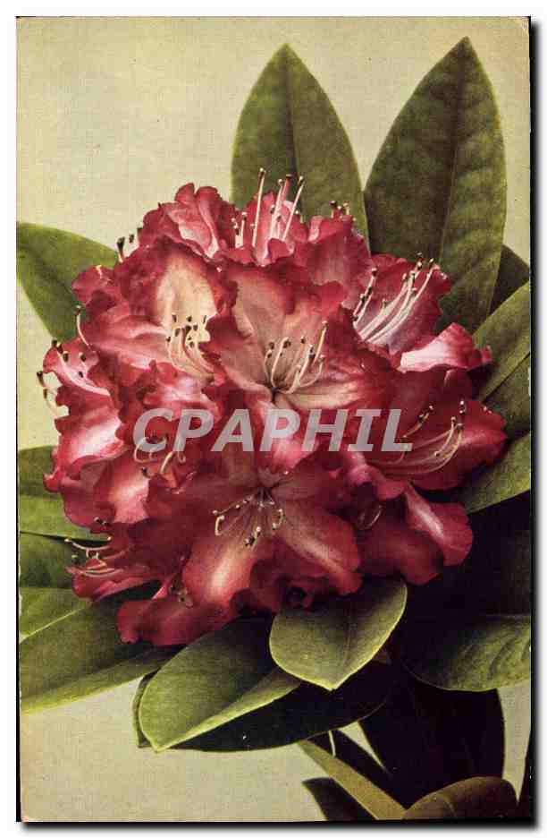 CPA Fantaisie Fleurs 
