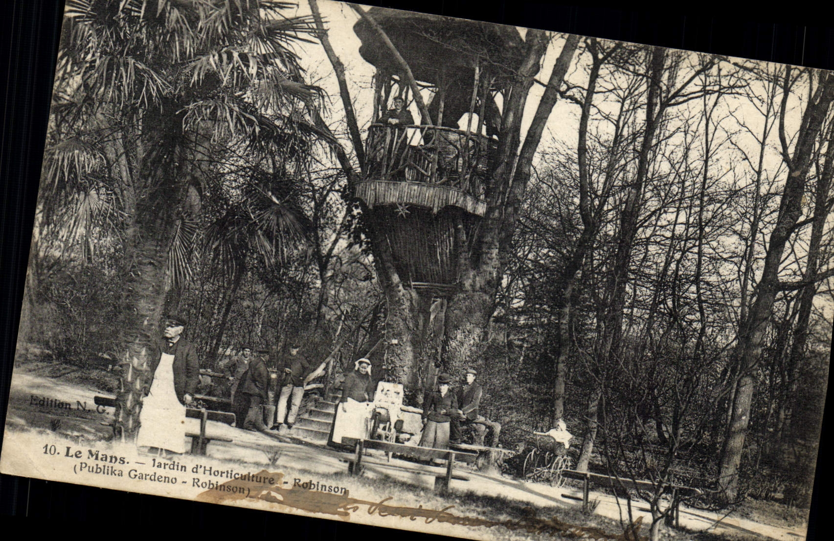 CPA Arbre Le Mans Jardin d'horticulture Robinson 